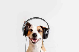 aplicativo-com-música-para-acalmar-cães-e-gatos