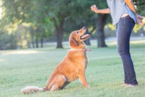 aplicativo-de-adestramento-de-cães,aplicativo-de-adestramento-de-cães-gratuito
