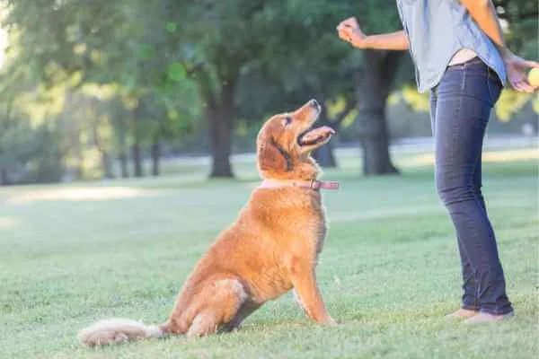 aplicativo-de-adestramento-de-cães,aplicativo-de-adestramento-de-cães-gratuito